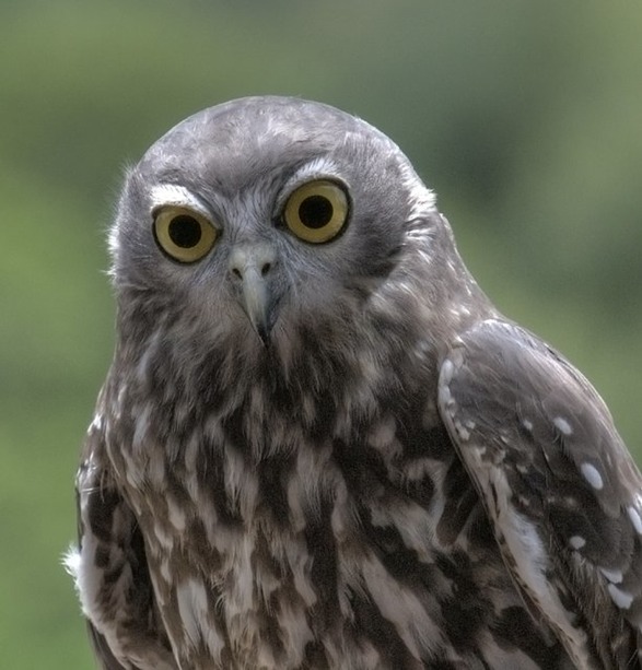 NWPLI Owl 001.xl